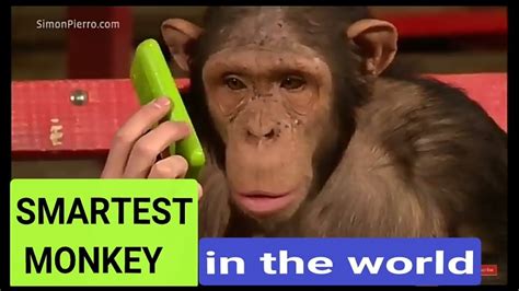 Monkey Can't Believe Its Eyes: Mesmerizing Magic Trick Revealed